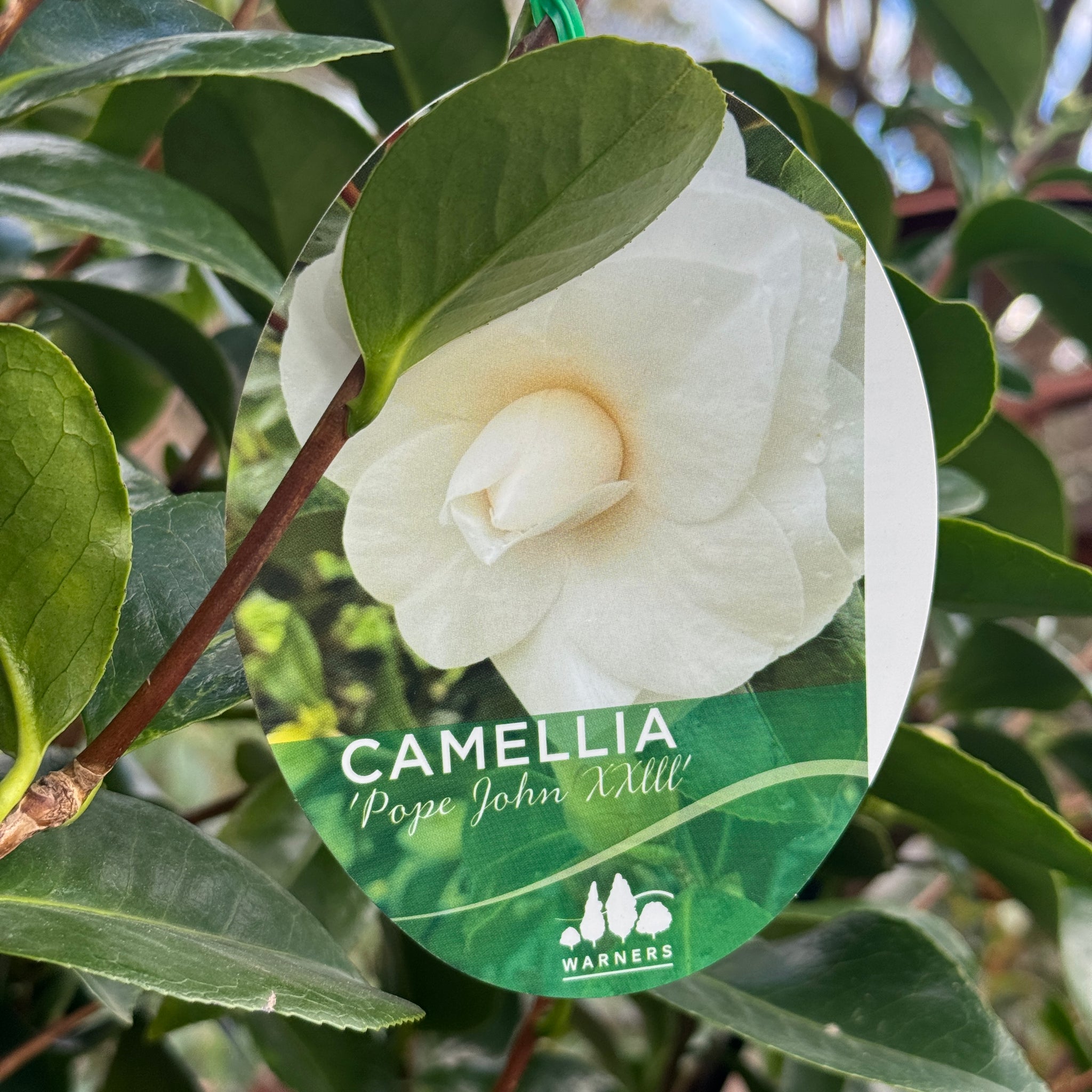 Camellia Pope John XXIII - 25cm Pot