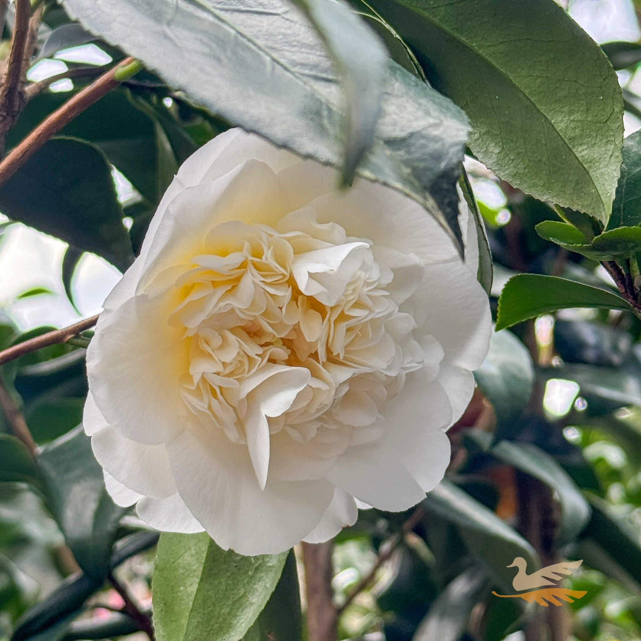 Camellia Japonica Shiro Chan - 20cm Pot