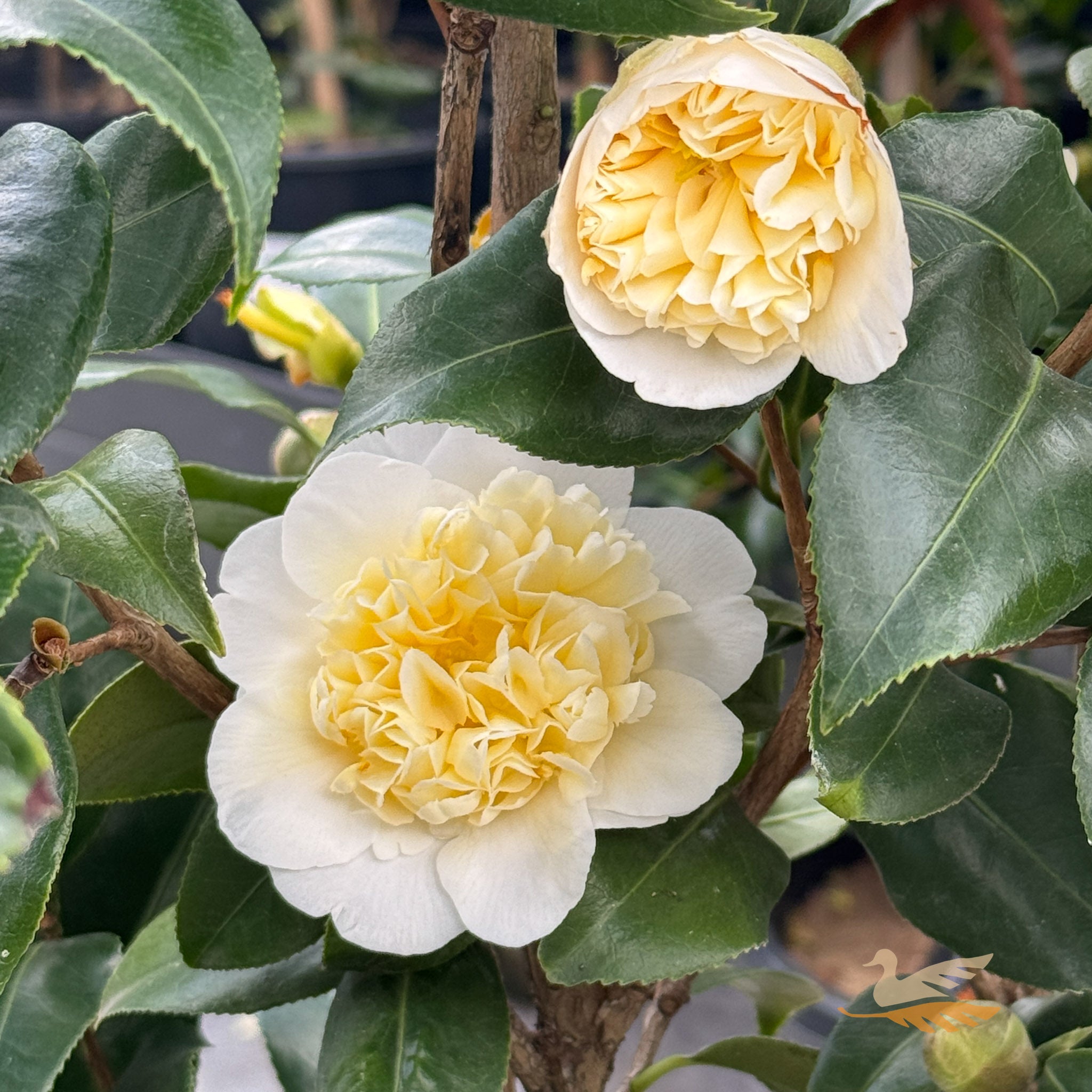 Camellia Brushfields Yellow - 25cm Pot