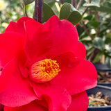 Camellia Japonica Wildfire - 20cm Pot