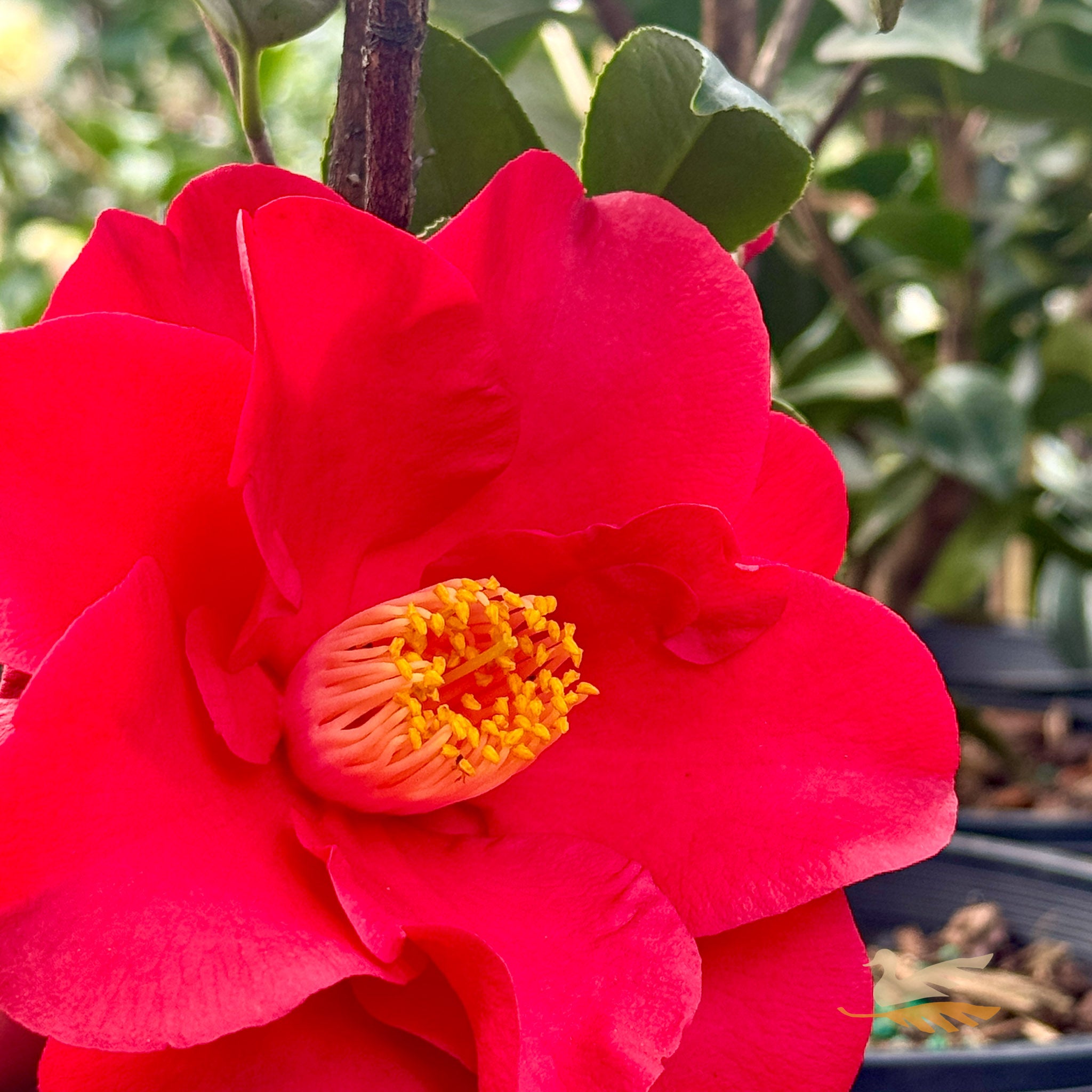 Camellia Japonica Wildfire - 20cm Pot