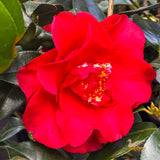 Camellia Japonica Midnight - 20cm Pot
