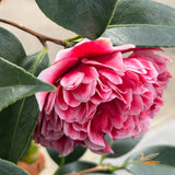 Camellia Volunteer - 18cm Pot