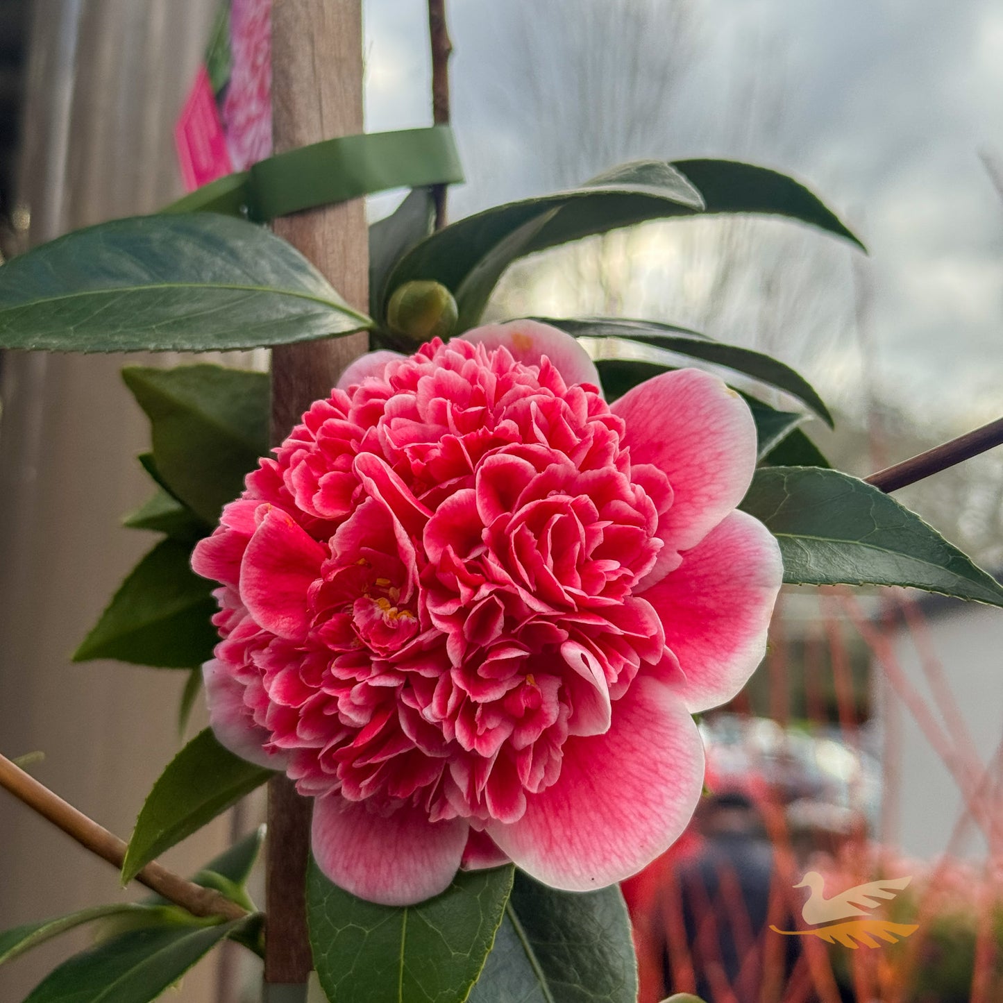 Camellia Volunteer - 30cm Pot