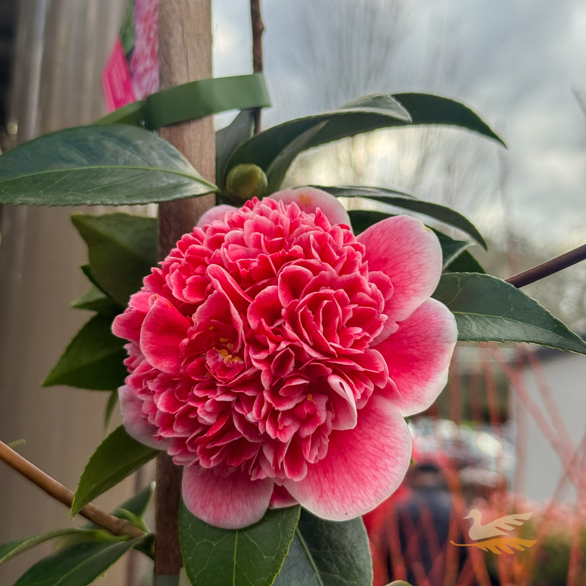 Camellia Volunteer - 30cm Pot
