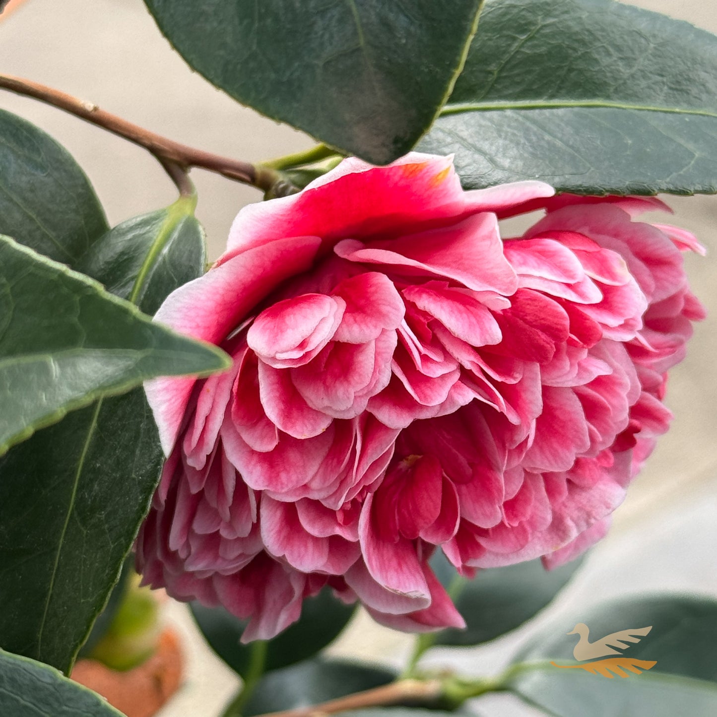 Camellia Volunteer - 30cm Pot