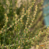 Allocasuarina Red Fox - 33cm Pot
