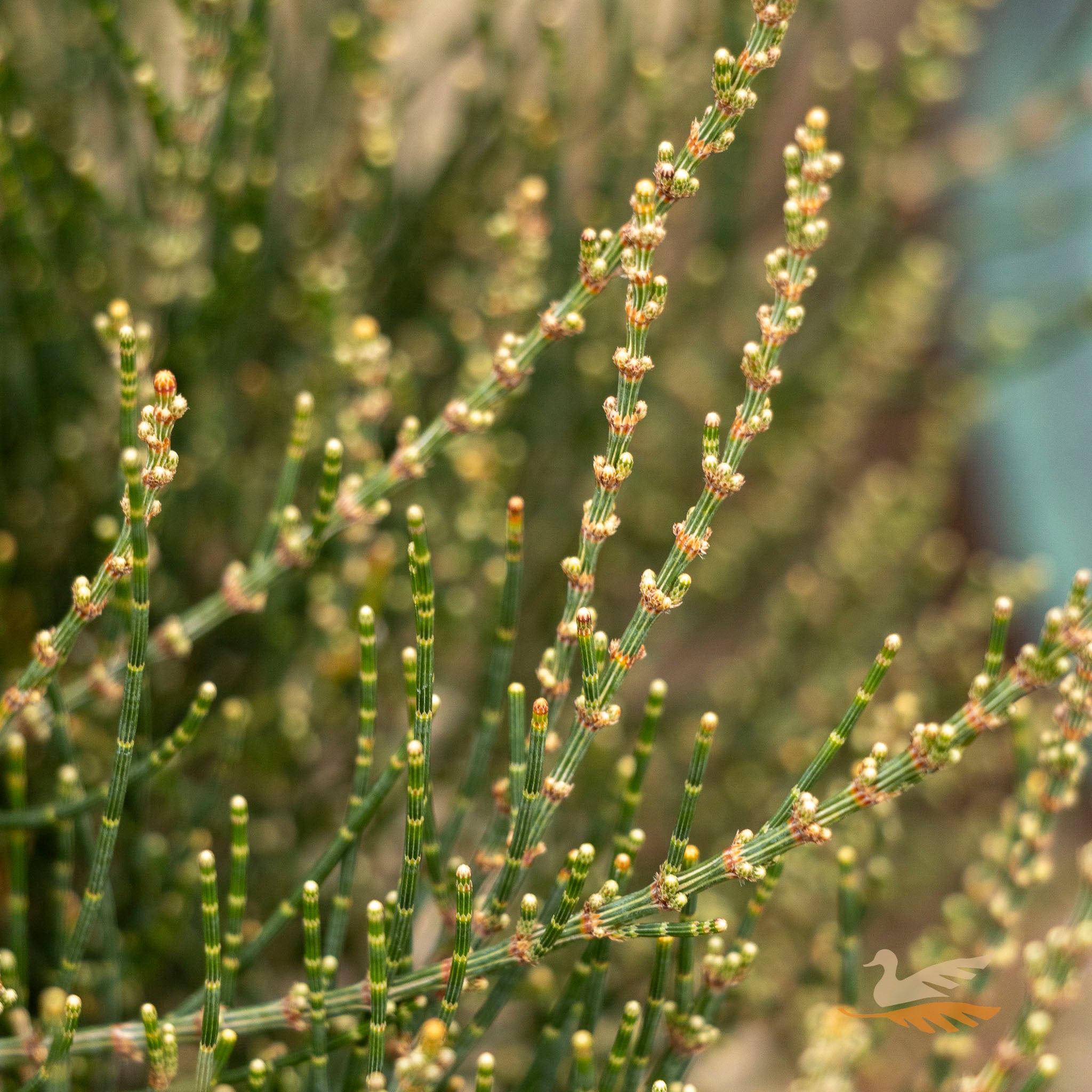 Allocasuarina Red Fox - 33cm Pot