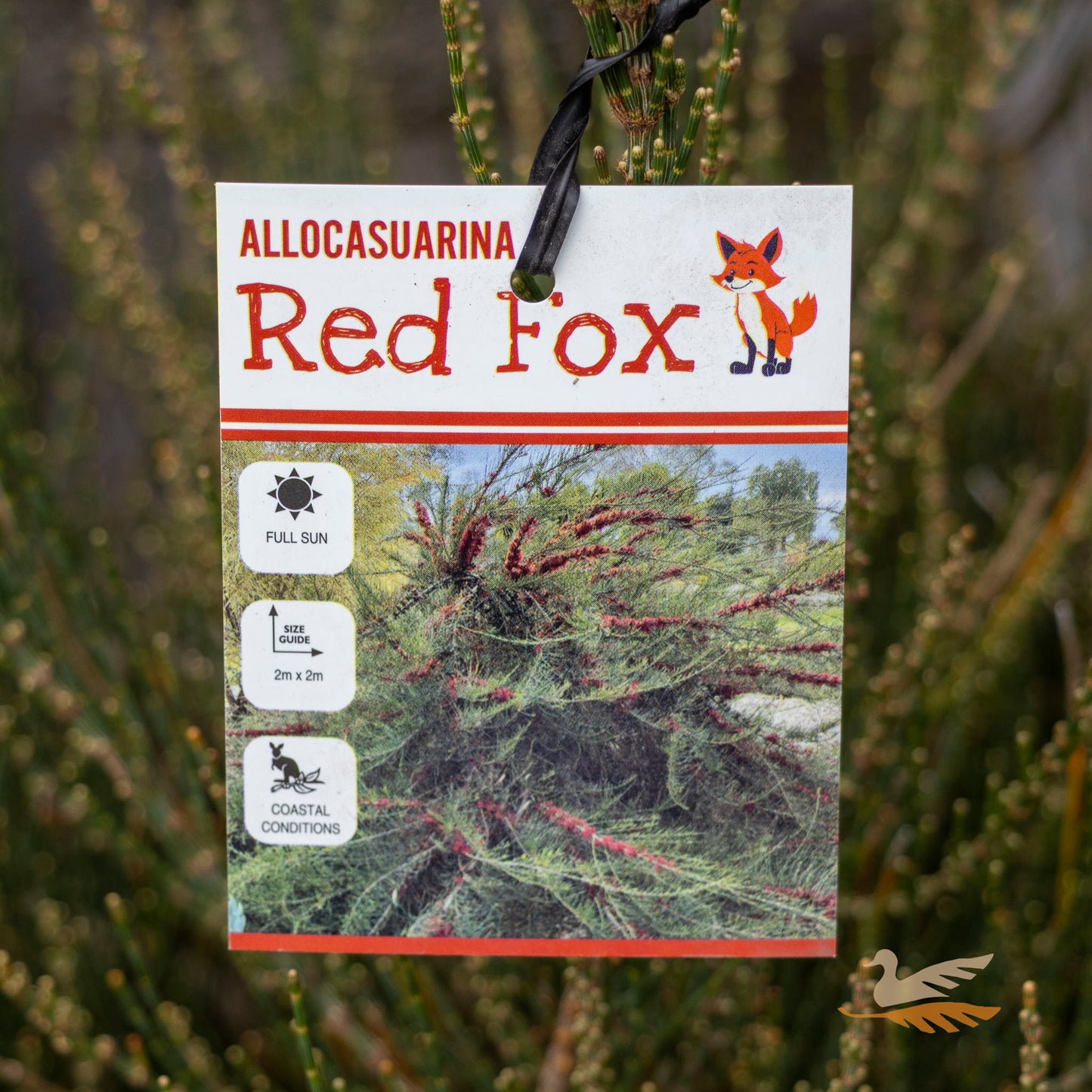 Allocasuarina Red Fox - 33cm Pot