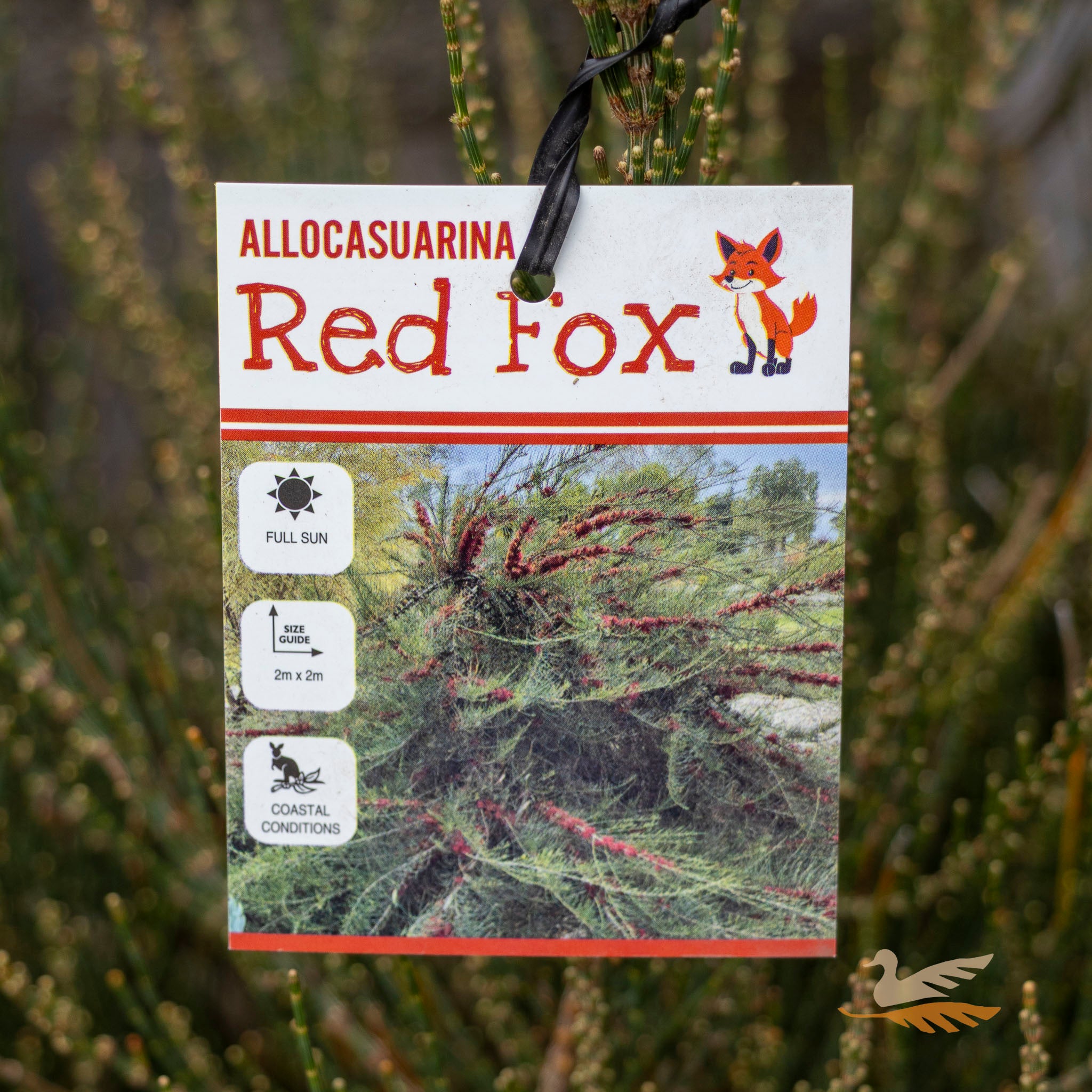 Allocasuarina Red Fox - 33cm Pot