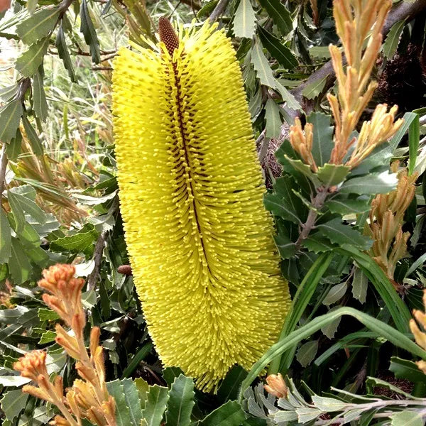 Banksia High Noon - 33cm Pot