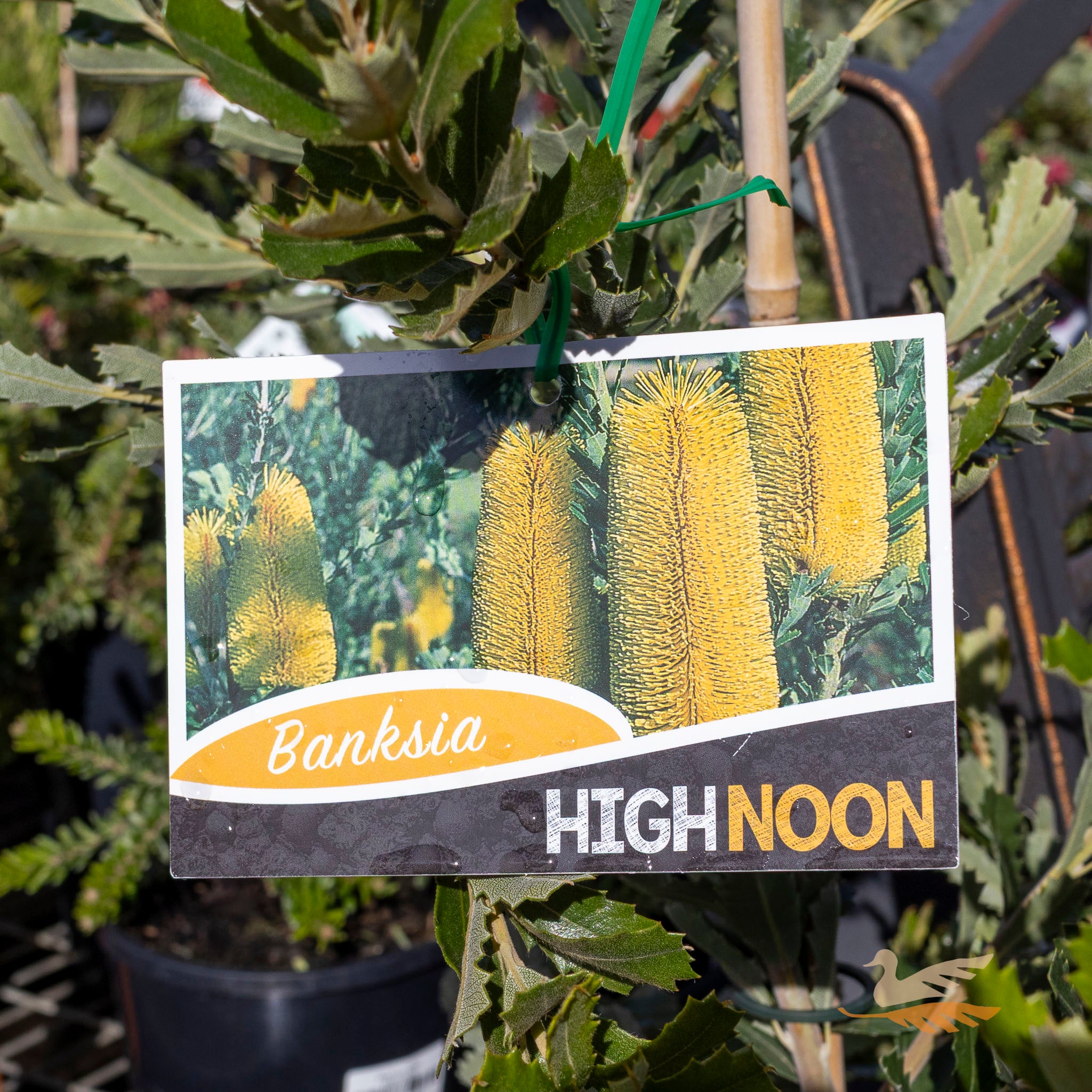 Banksia High Noon - 33cm Pot