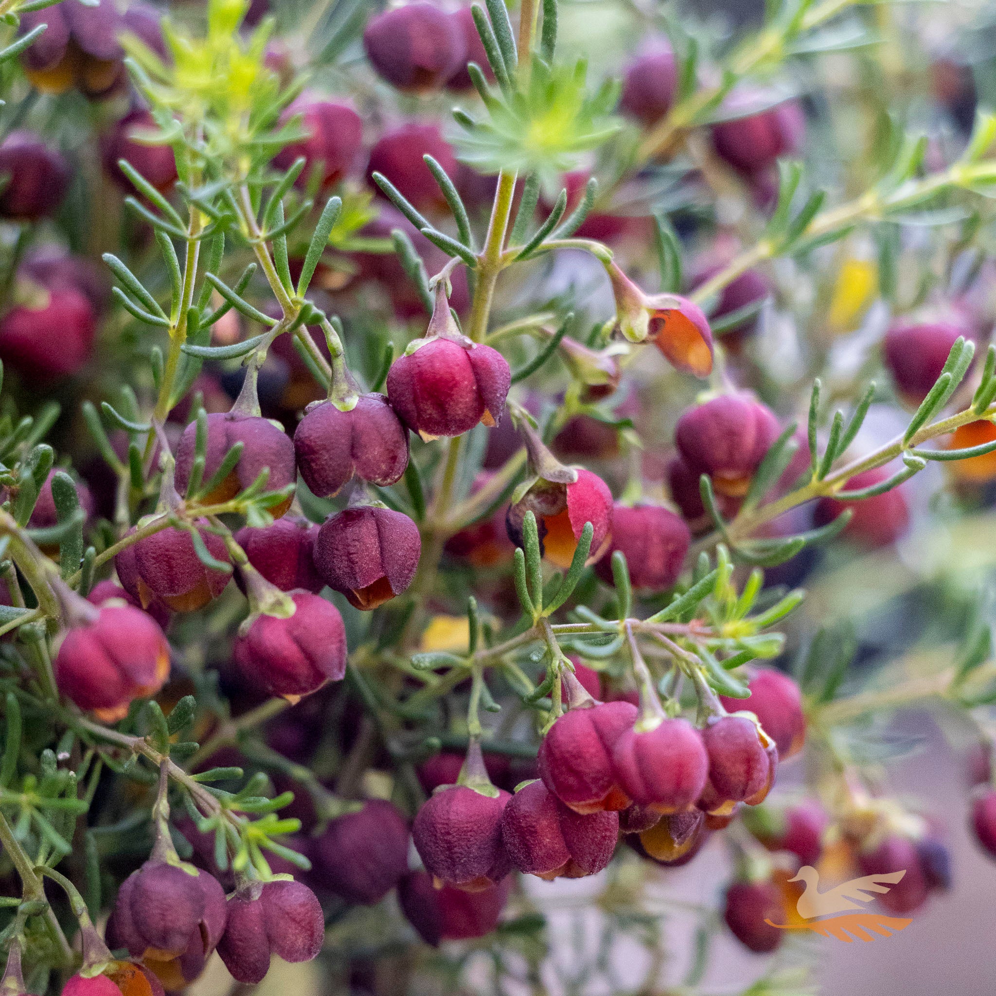 Boronia Heaven Scent - 14cm Pot
