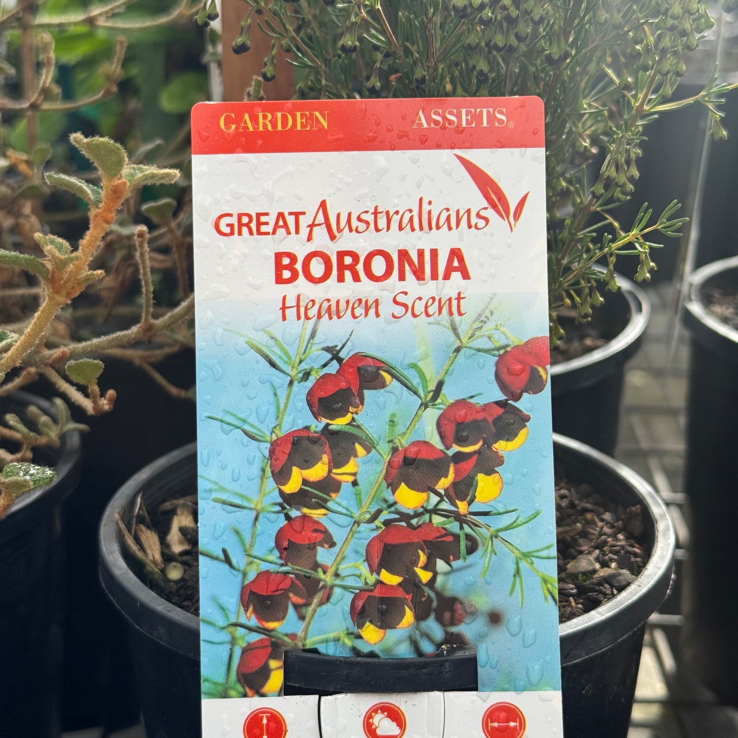 Boronia Heaven Scent - 14cm Pot