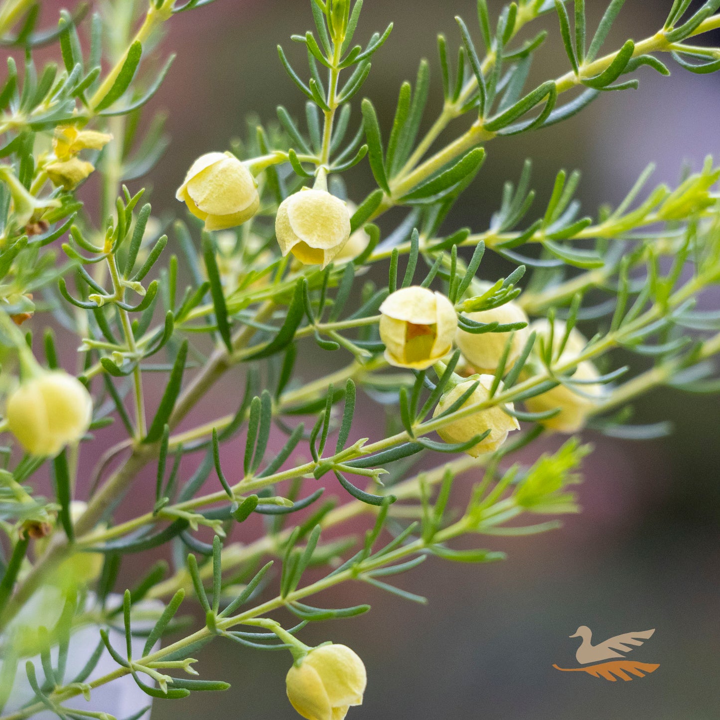 Boronia Megastigma Lutea Yellow - 14cm Pot