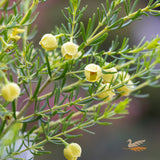 Boronia Megastigma Lutea Yellow - 14cm Pot