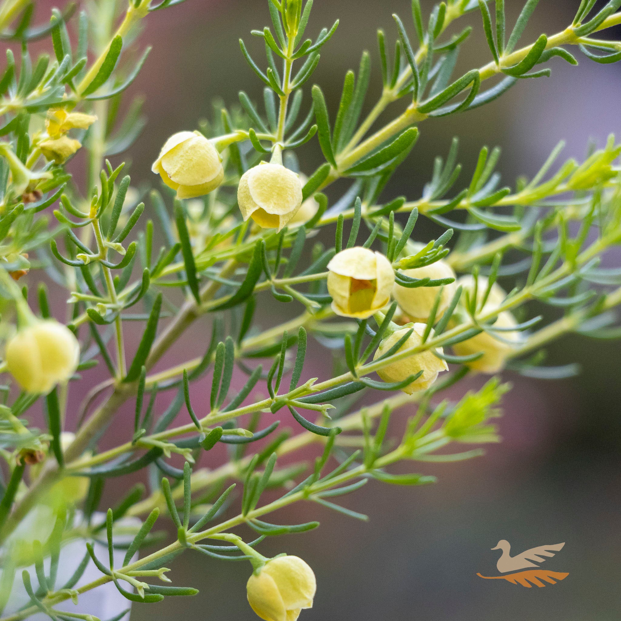 Boronia Megastigma Lutea Yellow - 14cm Pot