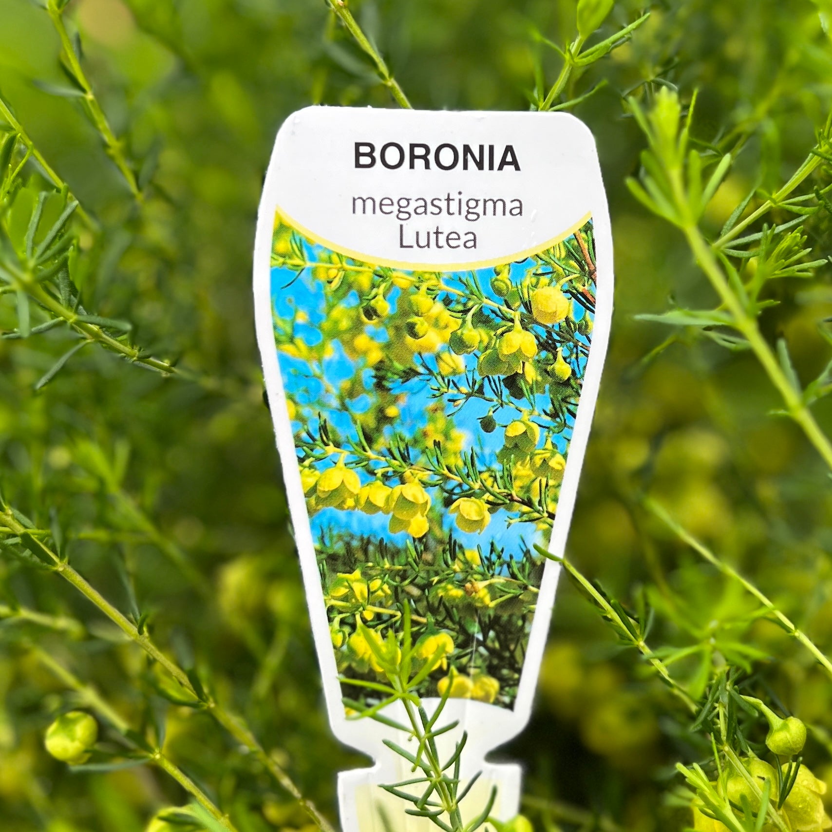 Boronia Megastigma Lutea Yellow - 14cm Pot