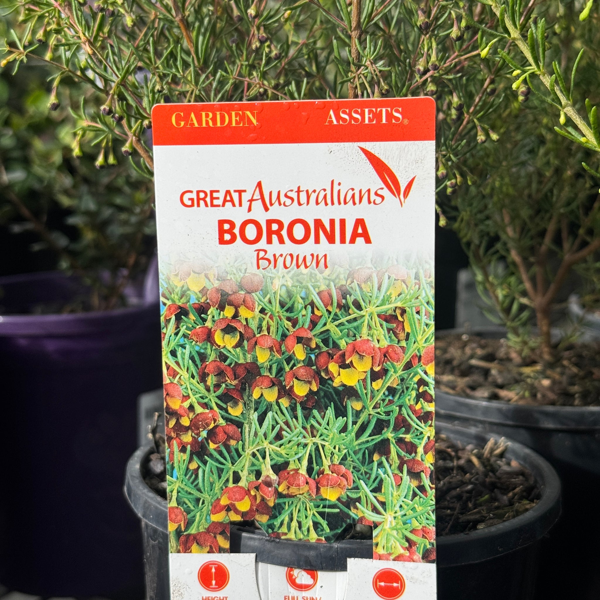 Boronia Megastigma - 14cm Pot