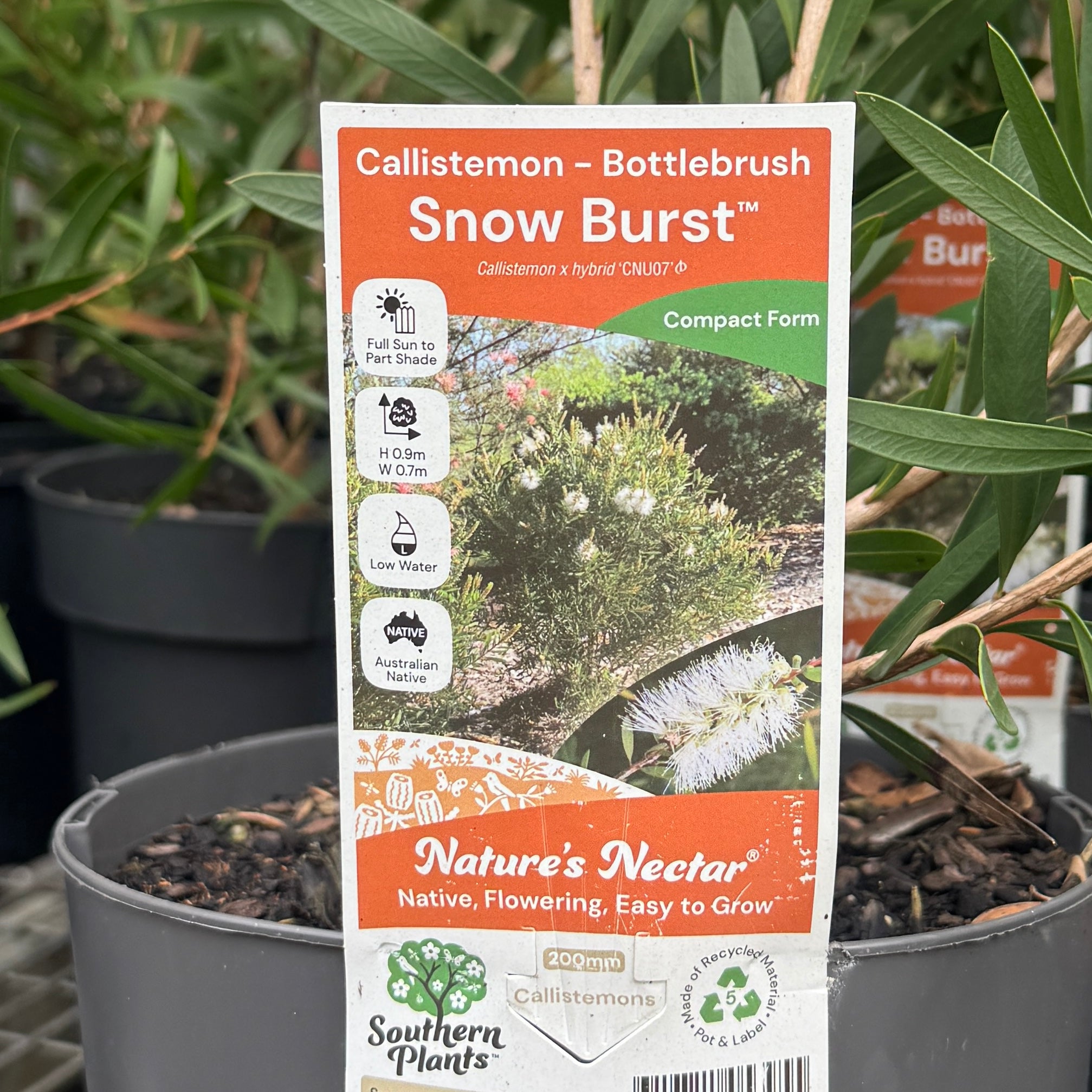 Callistemon Snow Burst - 20cm Pot