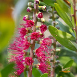 Callistemon Candy Burst - 20cm Pot
