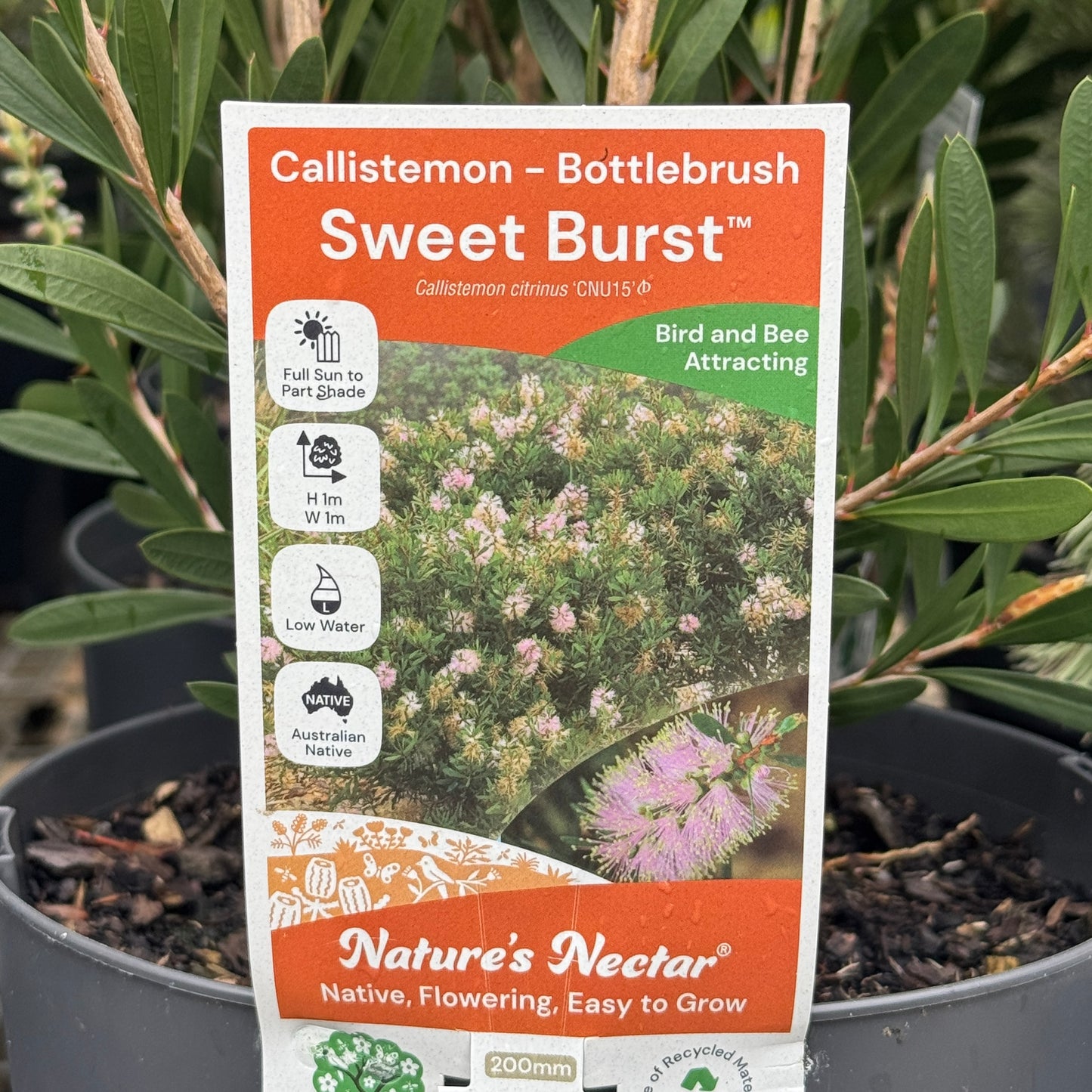 Callistemon Sweet Burst - 20cm Pot