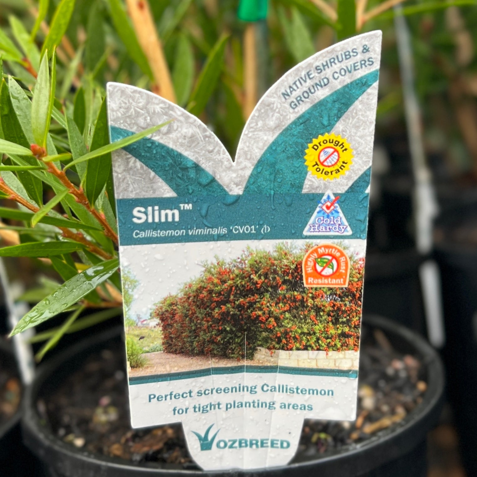 Callistemon Viminalis Slim - 20cm Pot