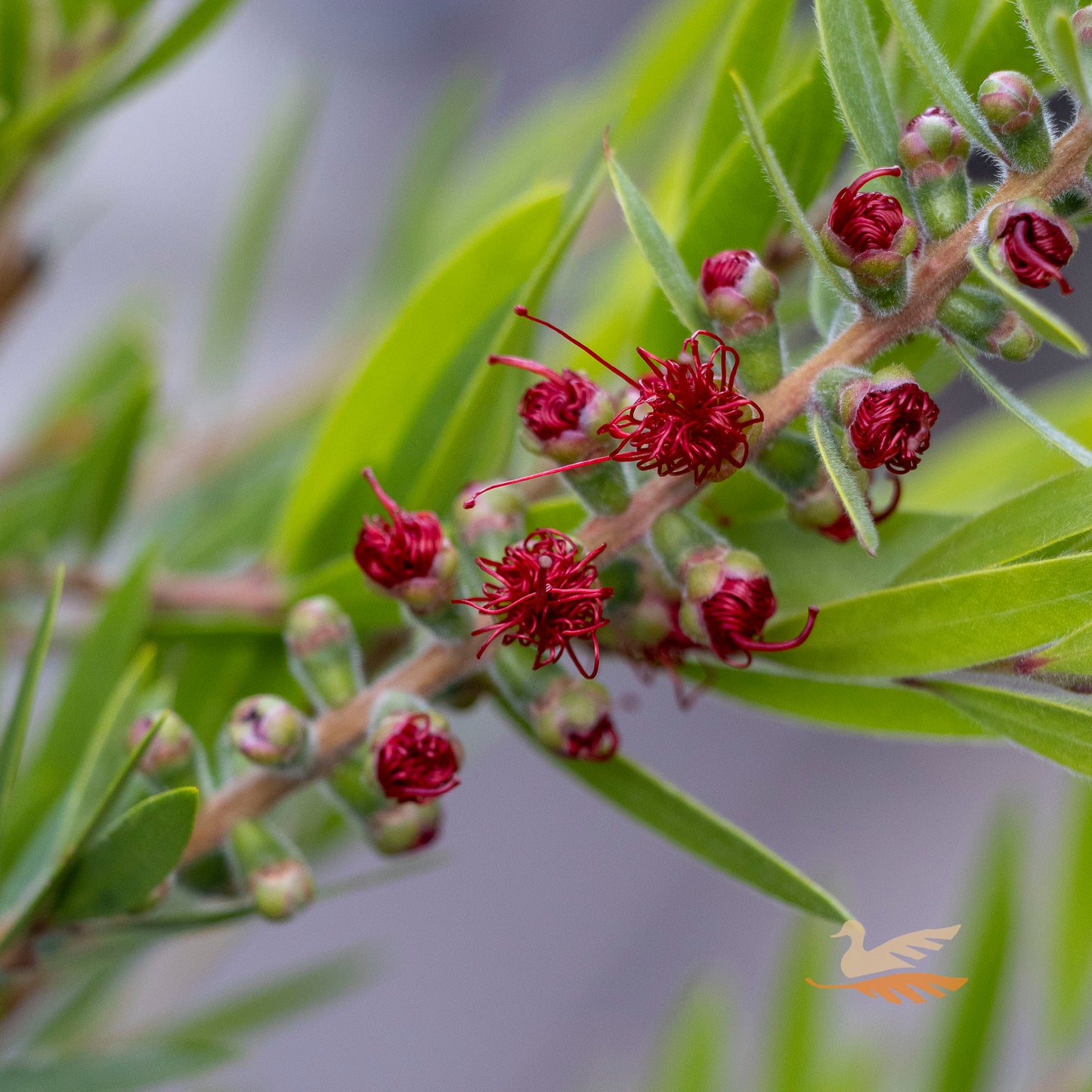Callistemon Viminalis Slim - 20cm Pot