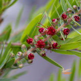 Callistemon Viminalis Slim - 20cm Pot