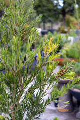 Callistemon Viminalis Slim - 20cm Pot