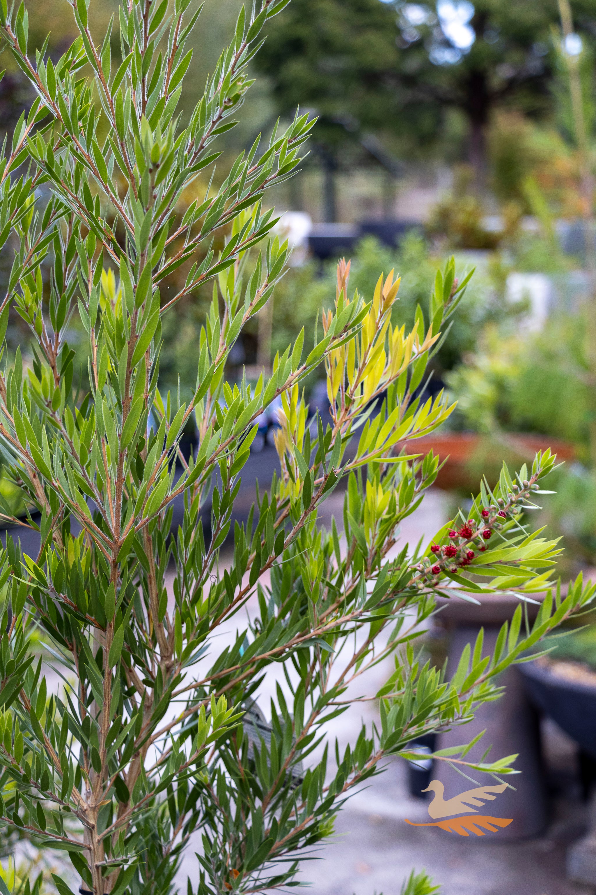 Callistemon Viminalis Slim - 20cm Pot