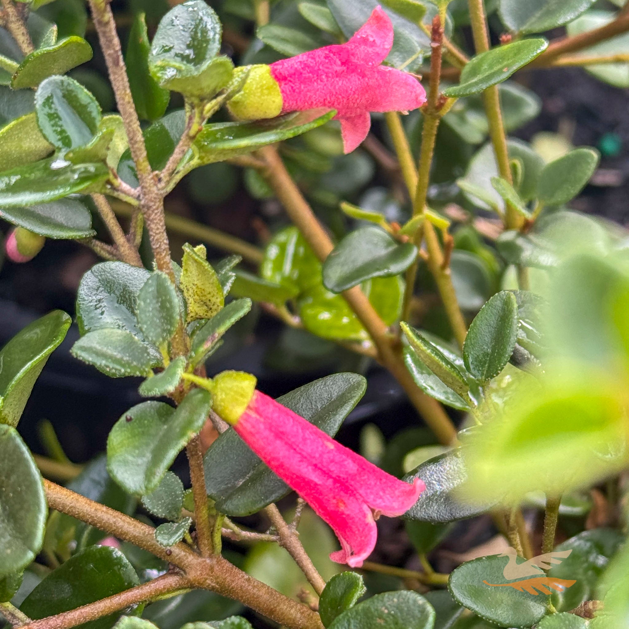 Correa Little Cate - 14cm Pot