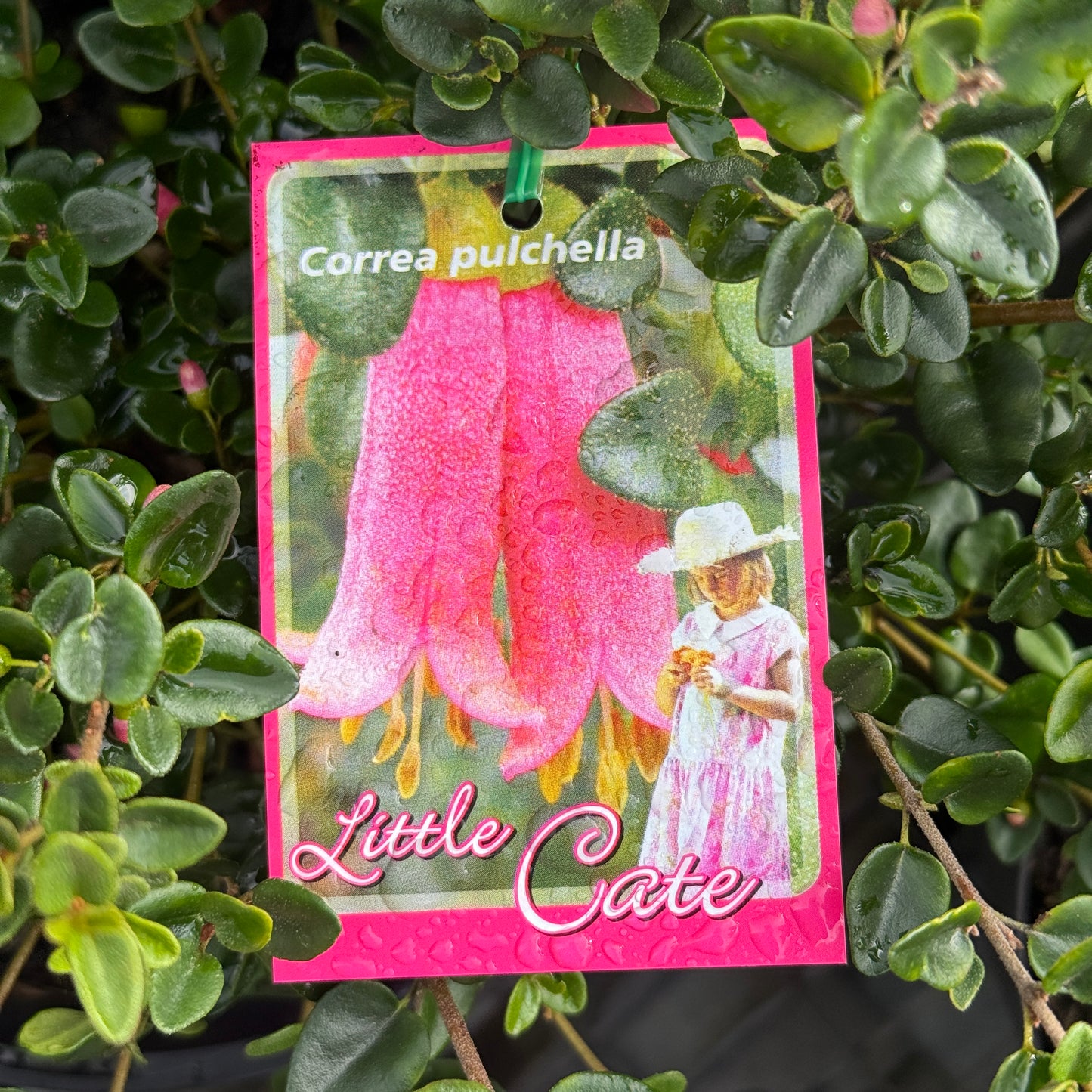Correa Little Cate - 14cm Pot