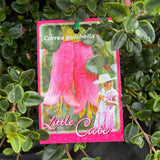 Correa Little Cate - 14cm Pot