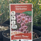 Chamelaucium Sorbetto - 18cm Pot