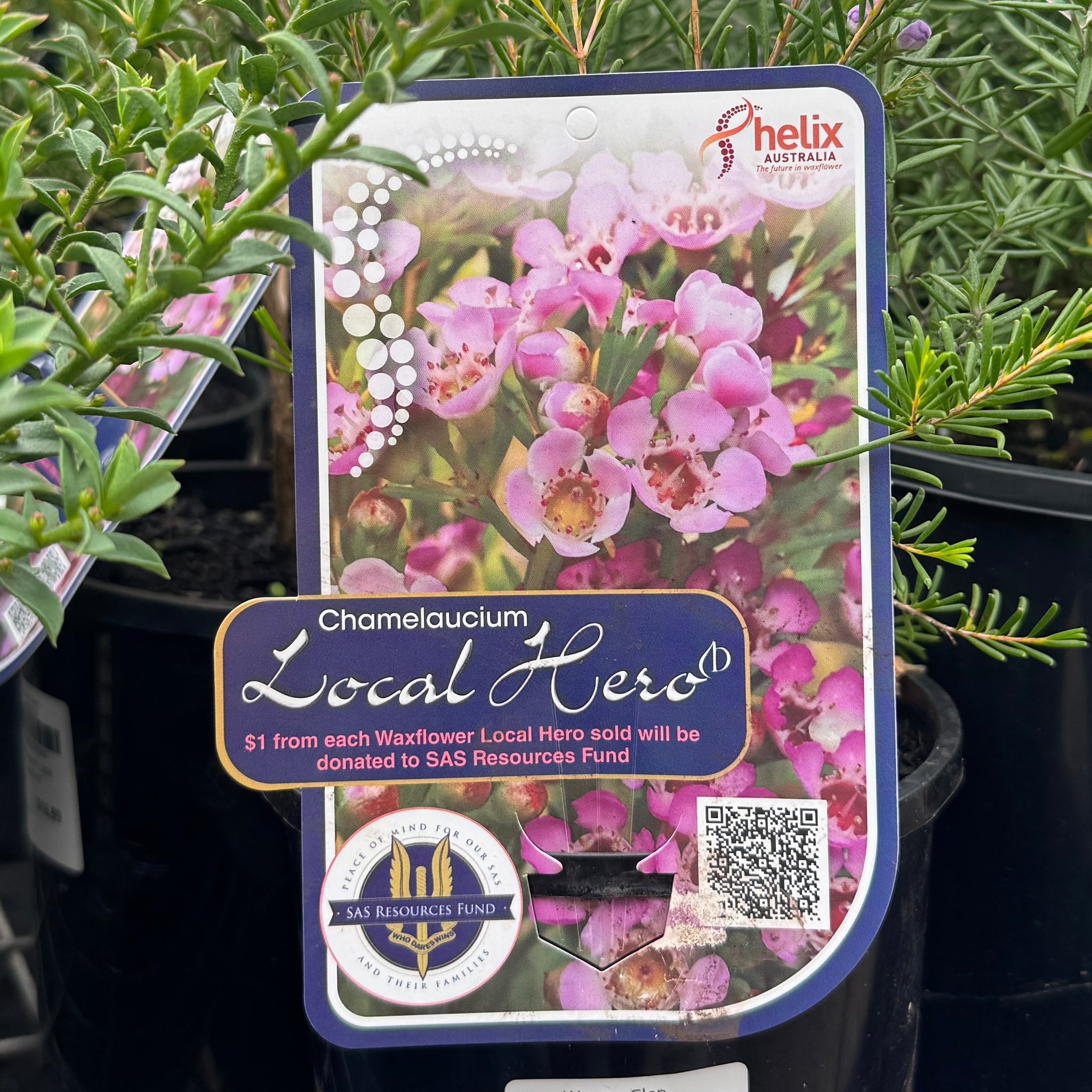 Chamelaucium Local Hero - 14cm Pot