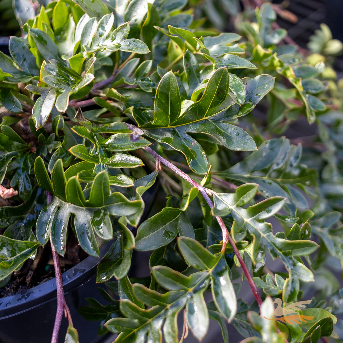 Grevillea Fishbone Flat - 20cm Pot