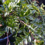 Grevillea Fishbone Flat - 20cm Pot