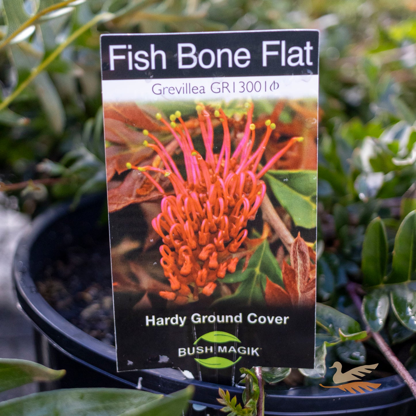 Grevillea Fishbone Flat - 20cm Pot