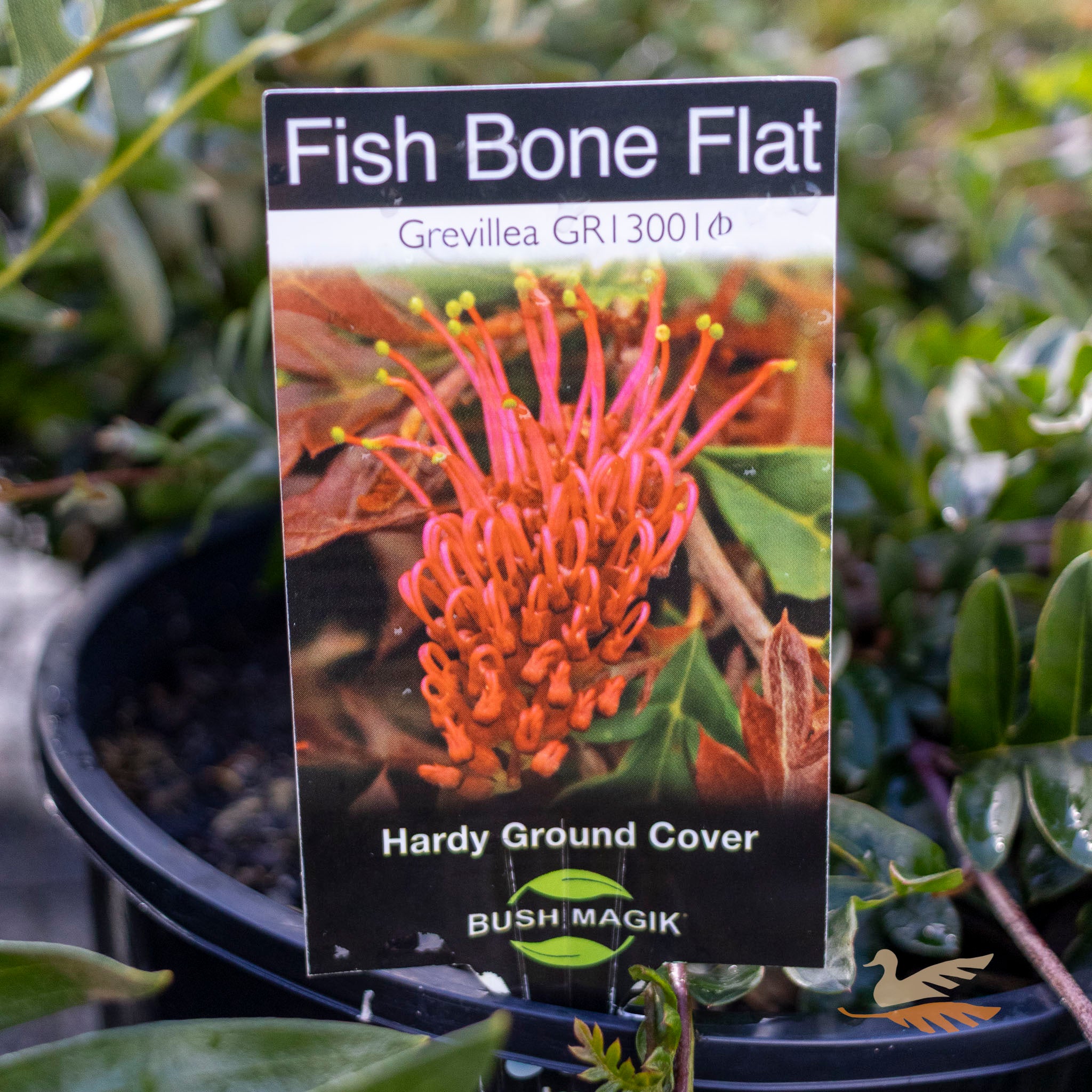 Grevillea Fishbone Flat - 20cm Pot