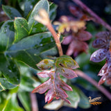 Grevillea Fishbone Flat - 20cm Pot
