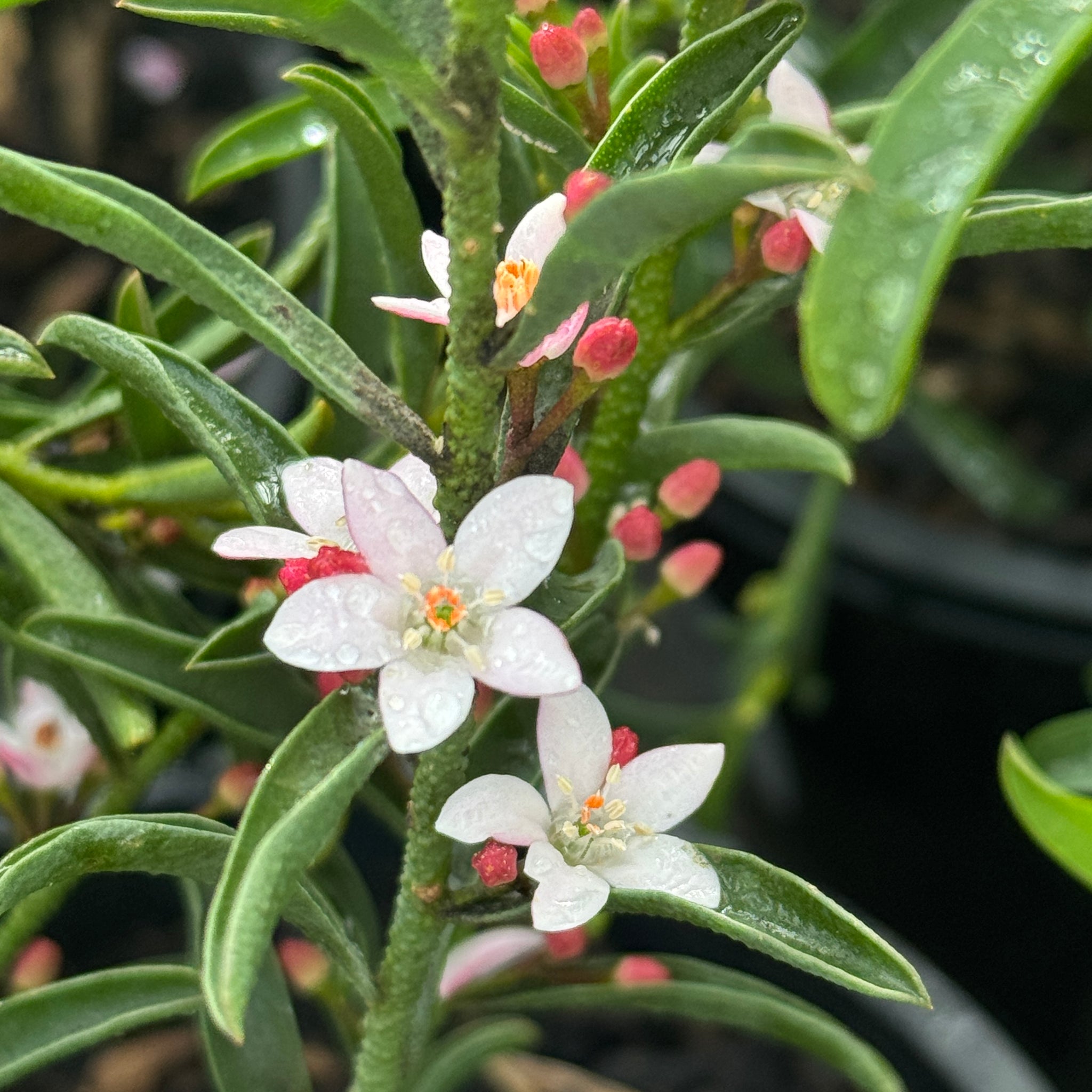 Philotheca Winter Rouge - 20cm Pot