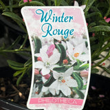 Philotheca Winter Rouge - 20cm Pot