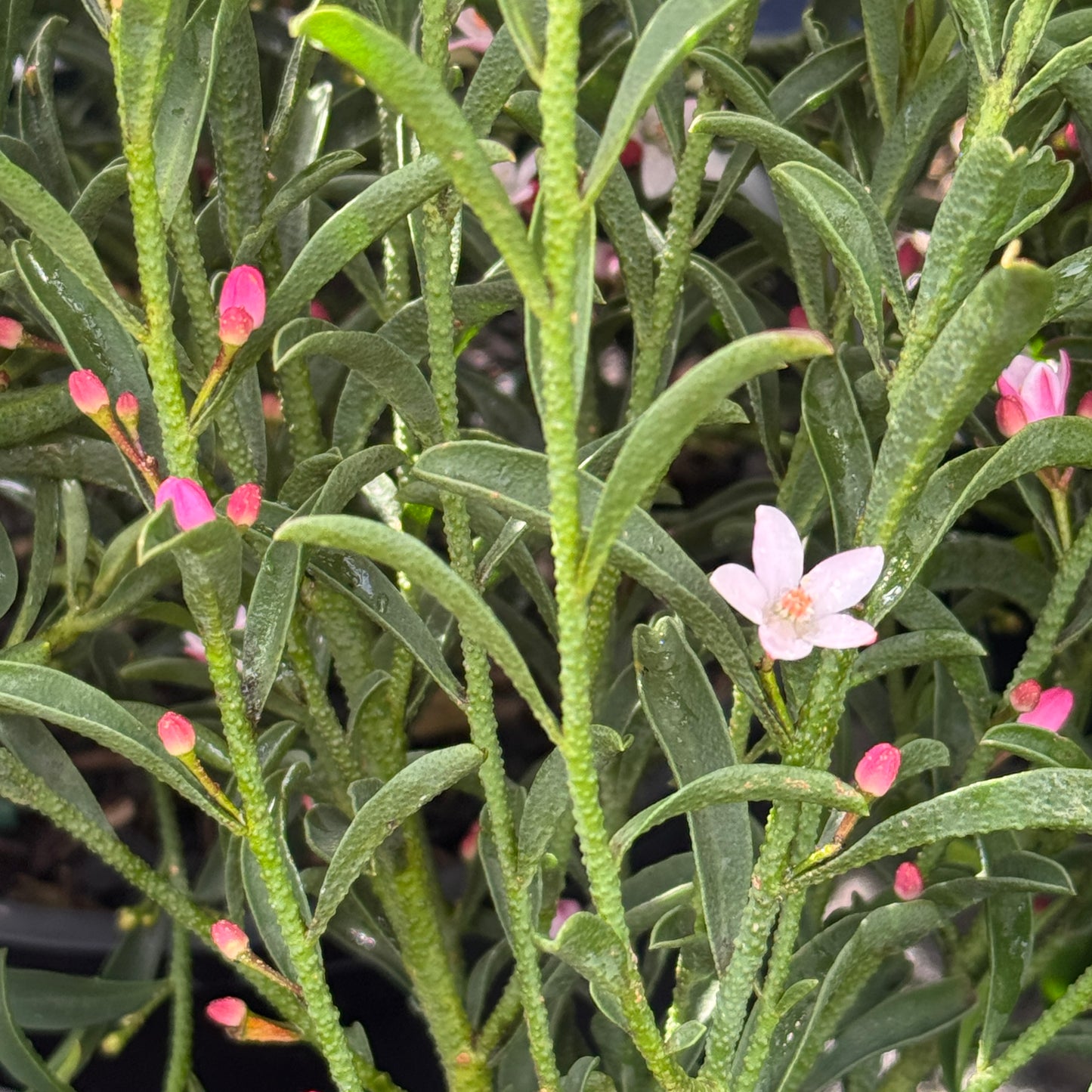 Philotheca Winter Rouge - 20cm Pot