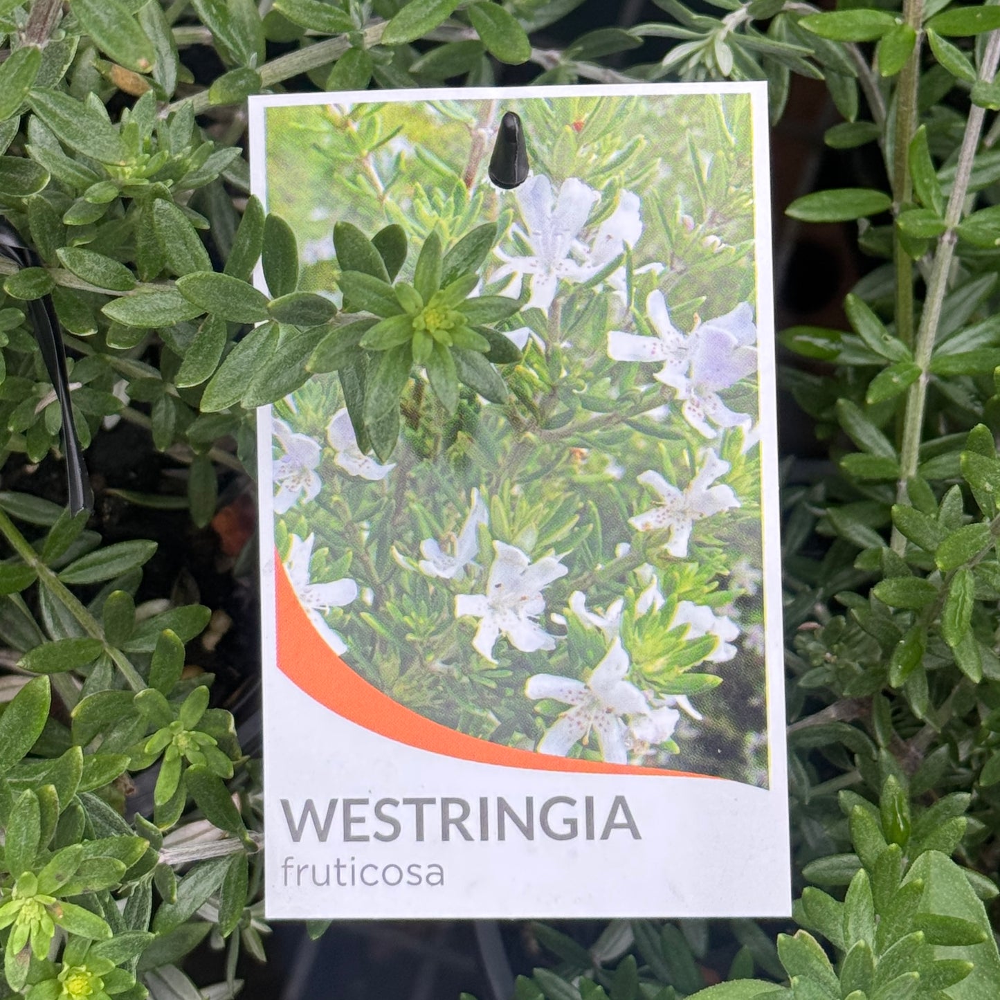 Westringia Fruticosa - 20cm Pot