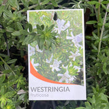 Westringia Fruticosa - 20cm Pot