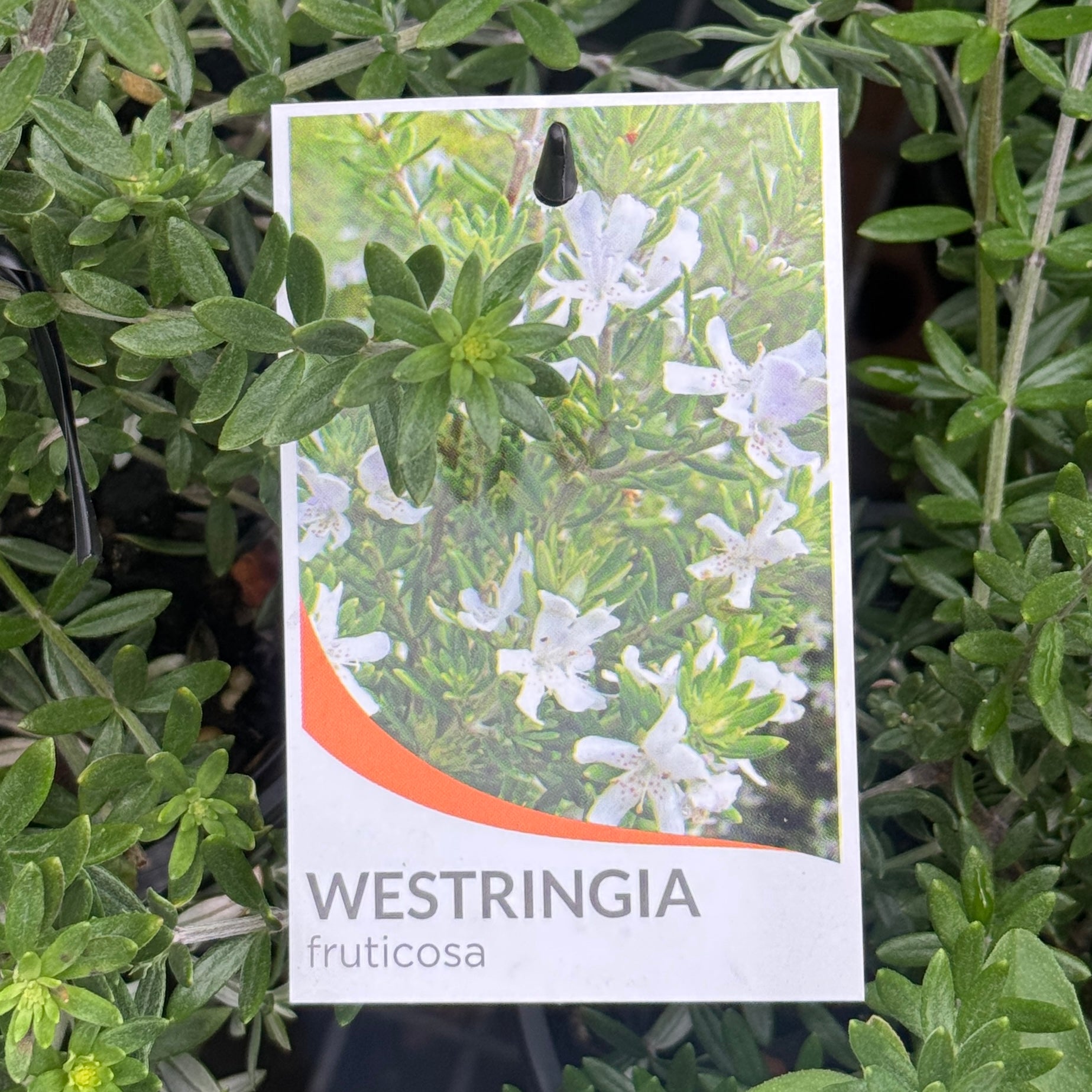 Westringia Fruticosa - 20cm Pot