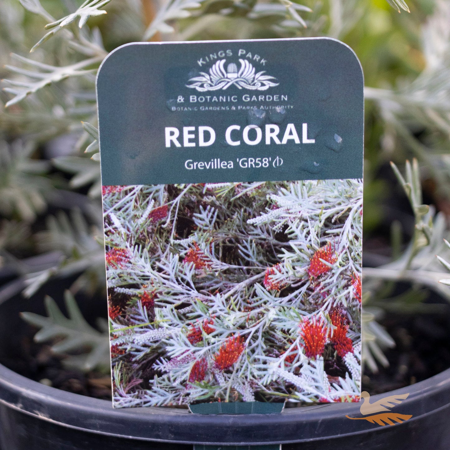 Grevillea GR58 Red Coral - 20cm Pot