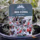 Grevillea GR58 Red Coral - 20cm Pot