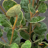 Correa Alba - 14cm Pot